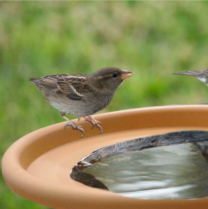 Bird Feeder Deck Mounted Garden Feeding Bowls Water Bath Spa Table Balcony Patio